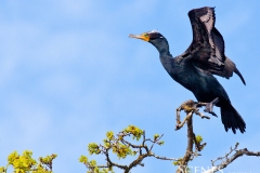 1_Cormorant