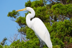 1_Egret