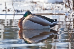 1_Mallard