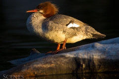 1_Merganser