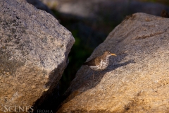 1_Sandpiper