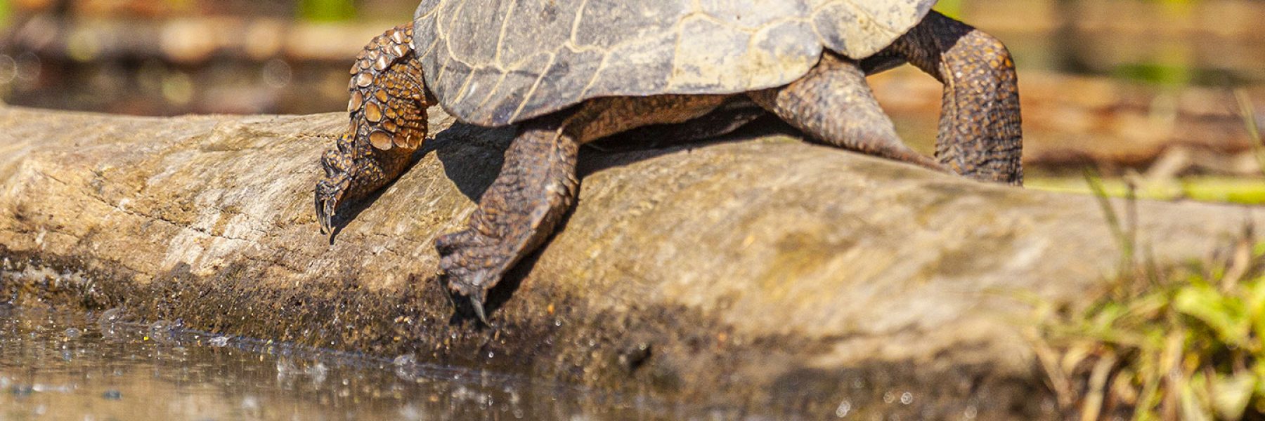 Smiling Turtle