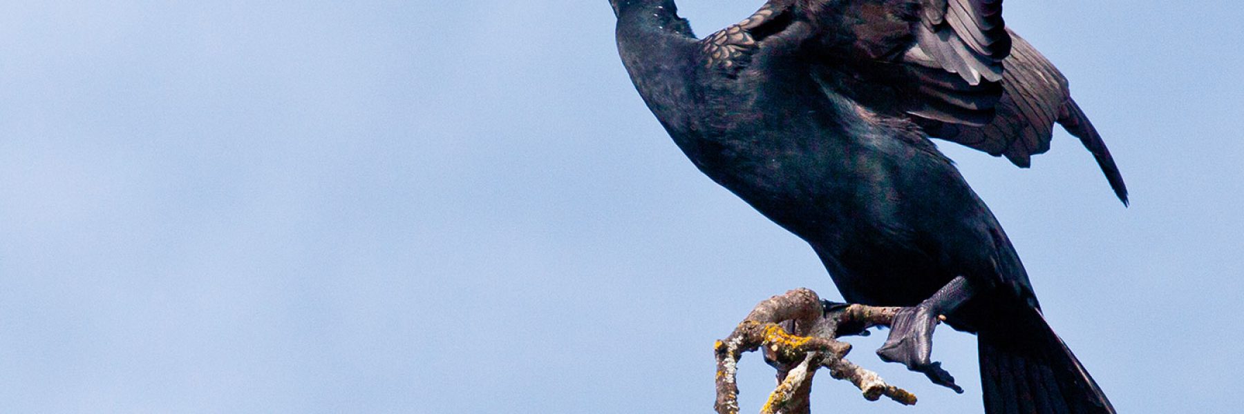 Sunbathing Cormorant