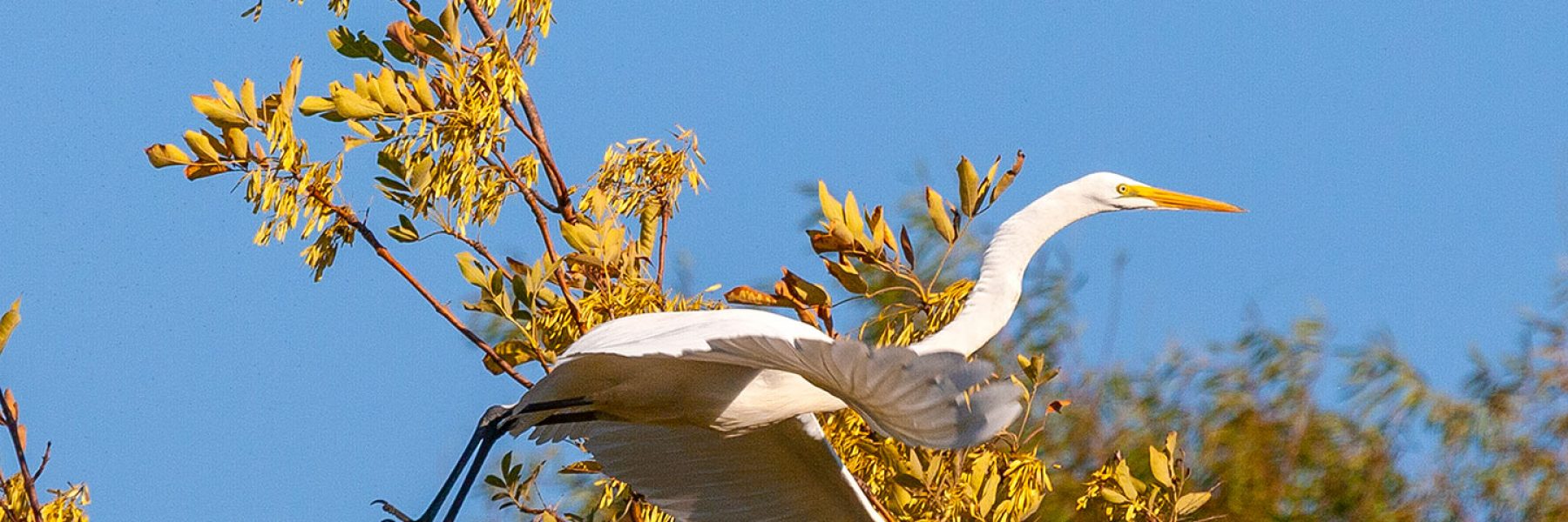 Taking Flight